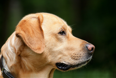 Zdjęcie psa rasy labrador